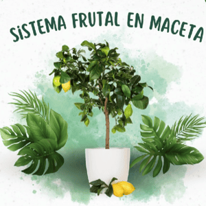 Sistema Frutal En Maceta